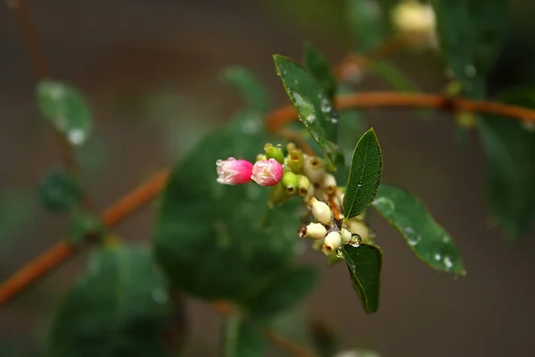 開花Symphoricarposアルバス 枝に小さな美しいピンク白色の花を咲かせます 緑の湿った葉 秋の時間 — ストック写真
