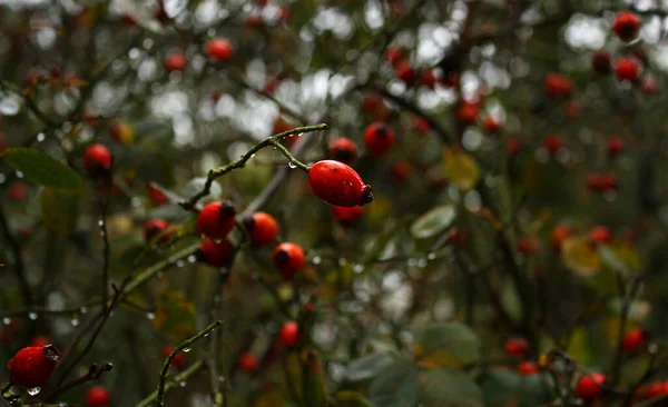 카리나는 가지에 열매를 적셨습니다 흐릿하다 — 스톡 사진
