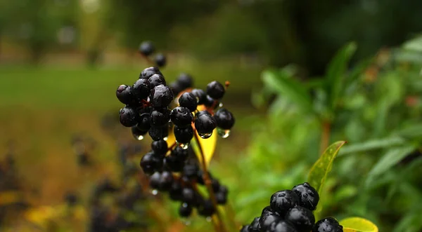 Bayas Húmedas Negras Cortadas Con Gotas Agua Arbusto Verde Denso — Foto de Stock