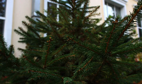Dichte Pluizige Groene Sparren Boom Tuin Oktober Naaldhout Kerstboom Bruine — Stockfoto
