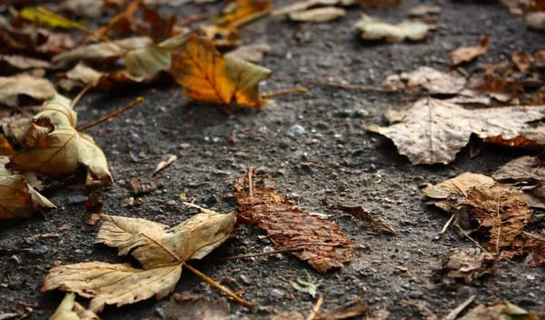 Увядшие Оранжевые Опавшие Листья Покрывают Серый Текстурированный Асфальтовый Тротуар Солнечный — стоковое фото