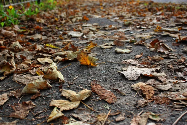 Асфальтовая Дорожка Брызгала Золотыми Листьями Осени Зеленая Трава Природа Фон — стоковое фото