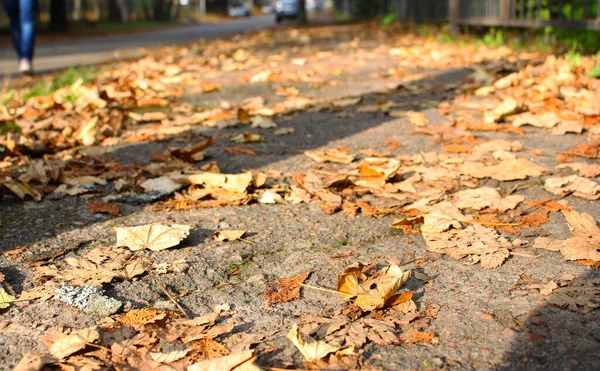 Bright Ground Composition Plenty Brown Orange Dry Fallen Leaves Asphalt — стоковое фото