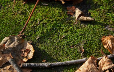 Yumuşak yeşil yosunları yakından çek. Kahverengi kuru dallar, portakal yaprakları. Sonbahar tahtası. Ekim. Doğal arka plan. Seçici odak.