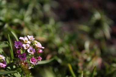 Küçük, güzel, beyaz ve mor bir demet Alyssum montanum çiçeği. Yeşil bulanık arkaplan. Yakın çekim..