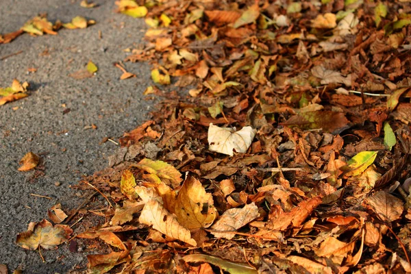 Heap of an orange fallen leaves on the asphalt road near the border. Sunny day. October.