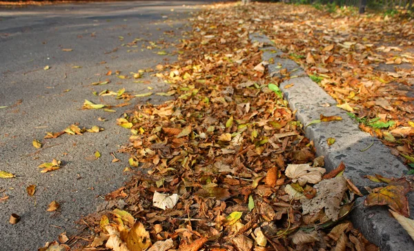 Серая Городская Асфальтовая Дорога Сухие Осенние Опавшие Листья Обочине Октябрь — стоковое фото