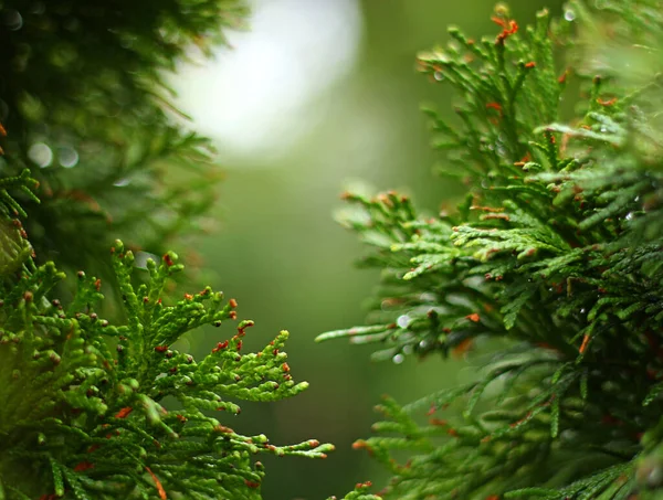 Keleti Fehér Cédrus Zöld Fényes Nedves Ágak Esőcseppek Friss Bokeh — Stock Fotó