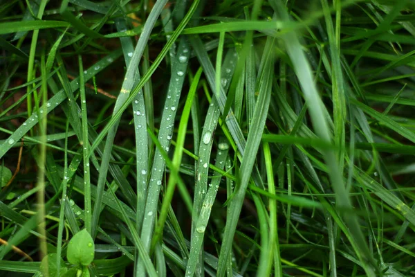 Piękny Deszcz Krople Makro Strzał Długa Cienka Trawa Liście Zielona — Zdjęcie stockowe