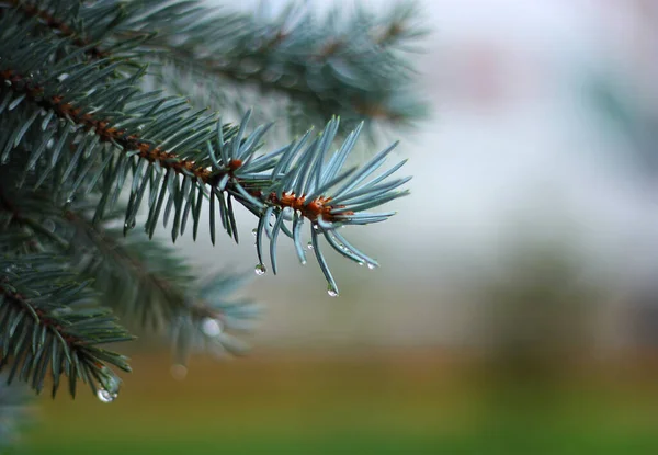 White Spruce Wet Branch Blurred Bokeh Background Water Drops Grey — Stock Photo, Image