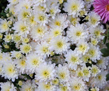 Sonbaharda çiçek tarhında açan parlak beyaz kasımpatılar. Çiçekli arka plan. Duvar kağıdı. Desen.