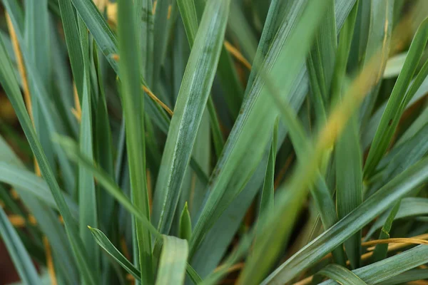 Spiky Long Green Leaves Autumn Time Blurry — Stock Photo, Image