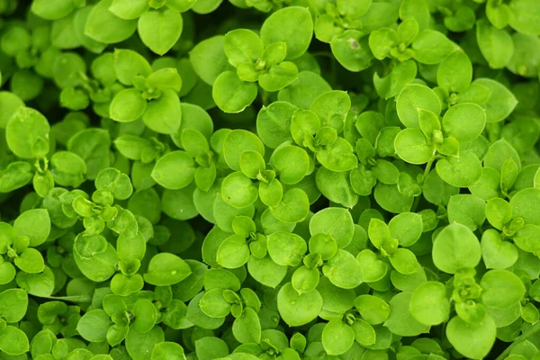 Πυκνό Πράσινο Κάλυμμα Φυτά Πολλά Μικρά Φύλλα Σχεδιασμός Τοπίου Πράσινο — Φωτογραφία Αρχείου