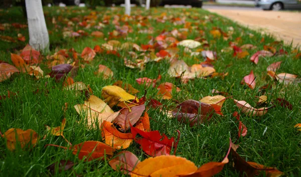 Красные Желтые Коричневые Влажные Осенние Листья Лежат Траве Облачно Дождливая — стоковое фото