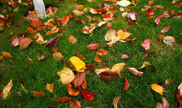 Lot Wet Fallen Multicolored Autumn Leaves Green Grass Lawn Rainy — Stock Photo, Image
