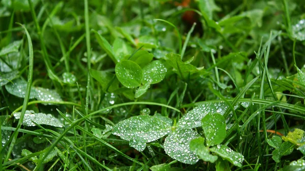 Trébol Trifolium Planta Fresca Verde Con Gotas Agua Transparentes Una — Foto de Stock