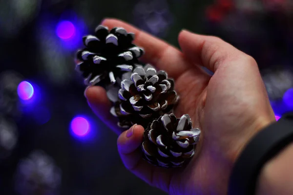Woman is holding in a hand three snow covered pine cones. Blue bokeh lights and Christmas decorations on background.