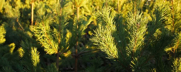 Tallskog Frodiga Levande Grenar Med Solstrålar Evergreen Bakgrund Selektiv Inriktning — Stockfoto