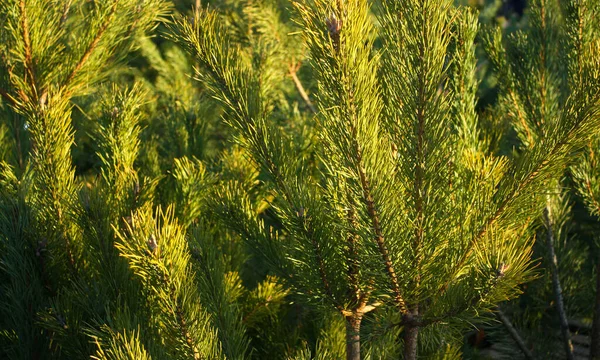 Canlı Yeşil Köknar Dalları Kışın Güneş Işığıyla Birlikte Arkaplan — Stok fotoğraf