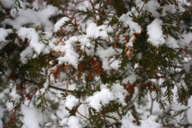 Beyaz pofuduk karla kaplı Thuja çalısı. Kış manzarası.