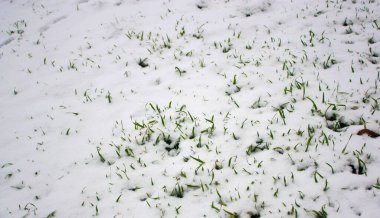 Küçük yeşil yapraklar kışın beyaz kar örtüsünün altında büyür. Karlı çayır. Ocak havası.