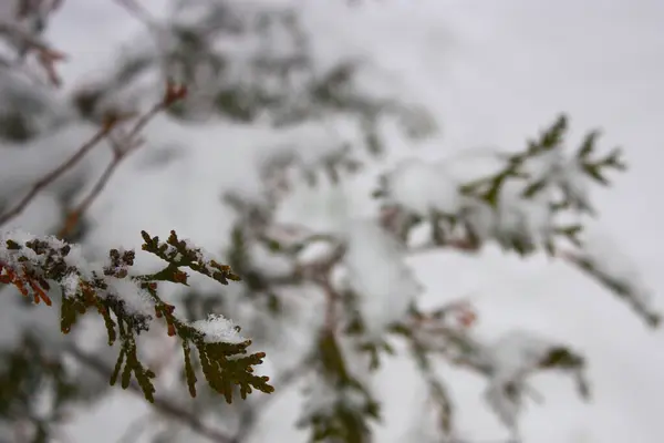 Ramitas Thuja Verde Cubiertas Nieve Sobre Fondo Blanco Borroso Clima — Foto de Stock