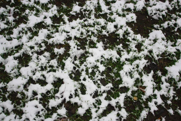 Grön Gräsmatta Delvis Täckt Med Färsk Vit Fluffig Snö Vinterkonsistens — Stockfoto