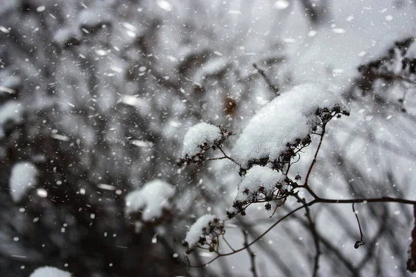Inflorescencias Plantas Secas Cubiertas Nieve Sobre Fondo Borroso Nieve Cayendo — Foto de Stock