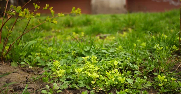 Весной Яркие Маленькие Зеленые Растения Земле Маленькие Молодые Ростки Яркие — стоковое фото