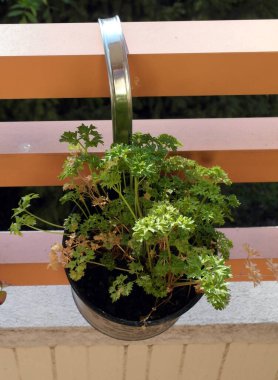 Balkon korkuluklarında saksıda maydanoz
