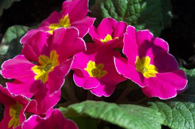 Çuha çiçekleri, pembe, latin. Primula, Aile: Primulaceae Düzeni: Ericales