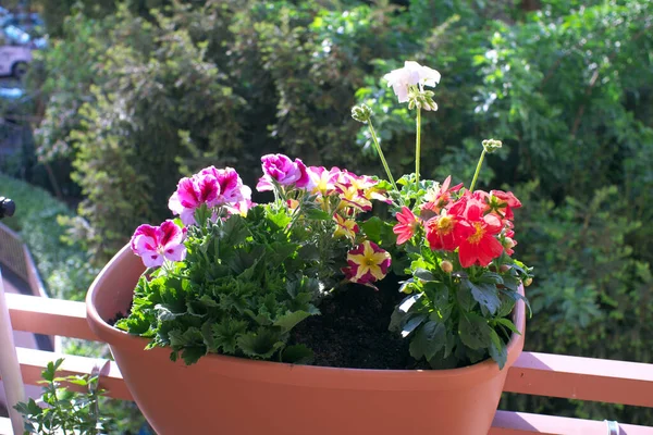 Sardunya ve yıldız çiçekleriyle dolu bir pencere kutusu