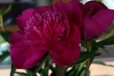 Kırmızı şakayığın tek çiçeği, Paeonia