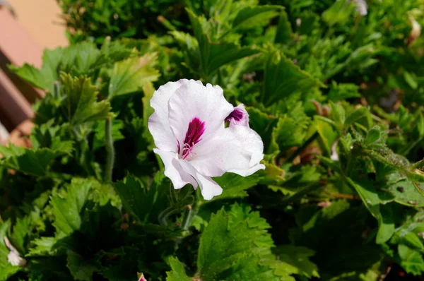 Flower Single Detached Flower Geranium — стоковое фото
