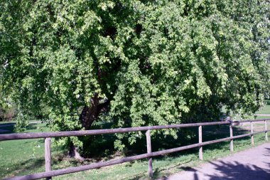 Railing in front of a Norway maple tree in autumn