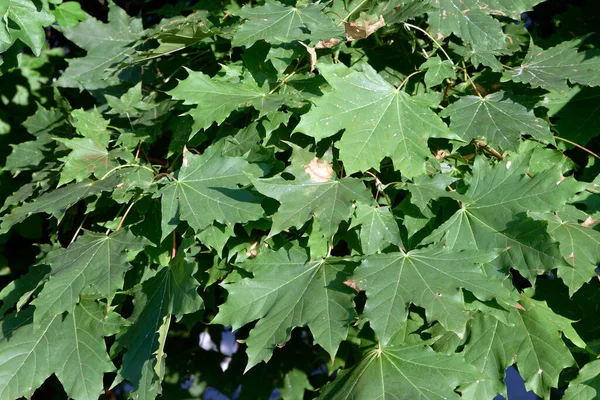 Background Leaves Norway Maple Tree — Stok Foto