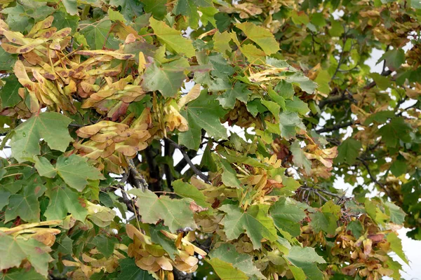 Jesienny Nastrój Brązowe Pomarańczowe Kolory Zbliżenie Nasion Klon — Zdjęcie stockowe