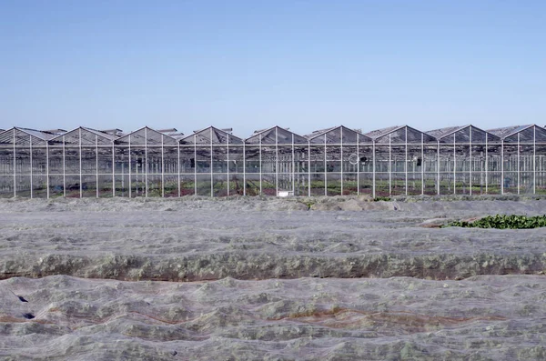 Agriculture, food production of vegetables: facade front of greenhouse for faster production at colder temperatures