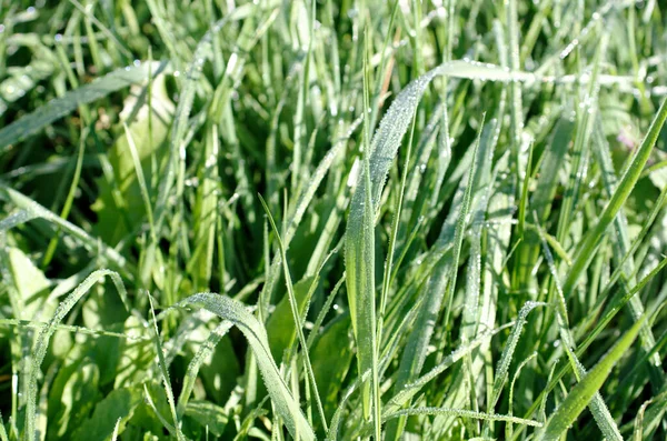 Nahaufnahme Tropfen Frühmorgendlichen Taus Auf Grashalmen — Stockfoto