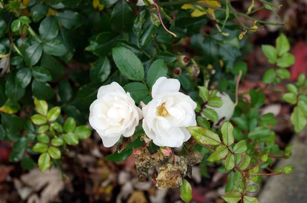 Evergreen Rose Rosa Sempervirens — 스톡 사진