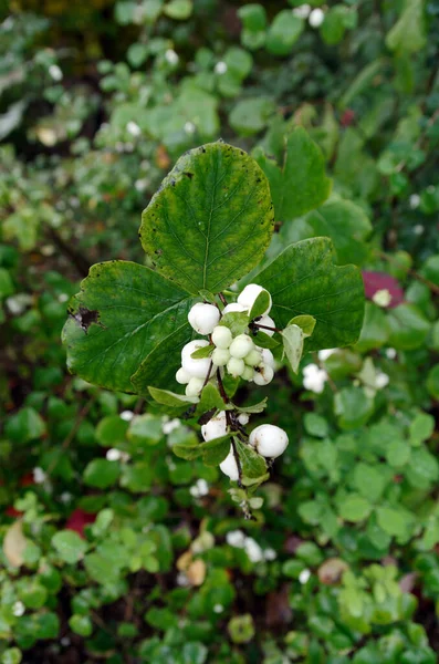 Blumen Detail Früchte Schneebeere Symphoricarpos Albus — Stockfoto