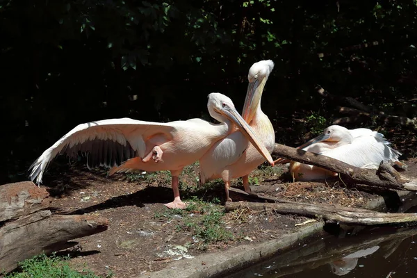 Pink Pelicans Play Water — Stockfoto