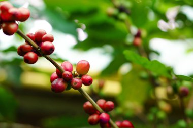 Close up of ripe coffee beans on tree, red berry branches, blurred background.