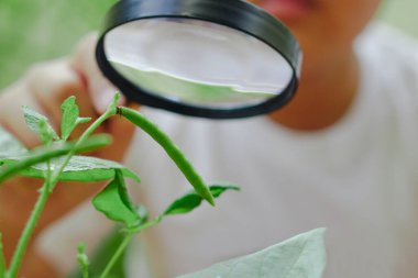 Bir çocuk büyüteç tutuyor ve büyüttüğü mung fasülyesine bakıyor ve meraklı bir şekilde özen gösteriyor. Öğrenme ve keşfetme kavramı.