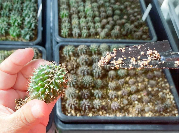 Close Frauenhände Pflanzen Kakteen Während Sie Den Kaktus Ausgraben Garten — Stockfoto