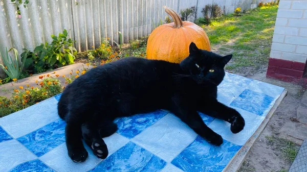 Μαύρη Γάτα Ξεκουράζεται Μετά Χάλογουιν Κοντά Κολοκύθα — Φωτογραφία Αρχείου