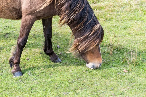 Welsh Mountain Ponies Hills Brecon Beacons National Park South Wales — Foto Stock