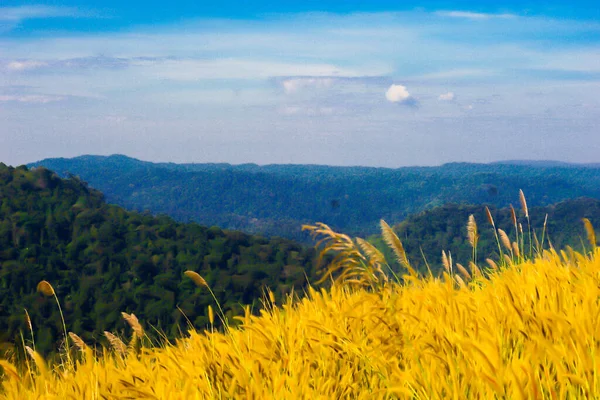 Dağda doğa arka planına sahip Altın Poaceae