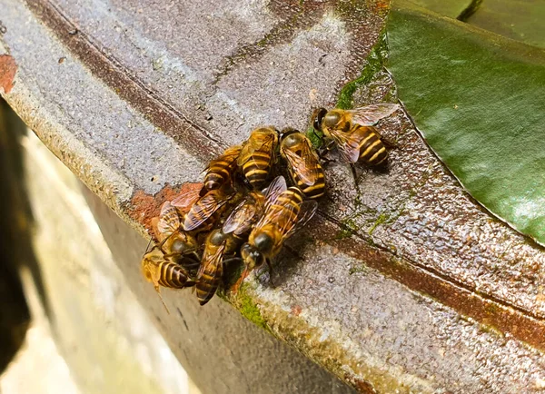 Arı grubu, arı suyu içer.