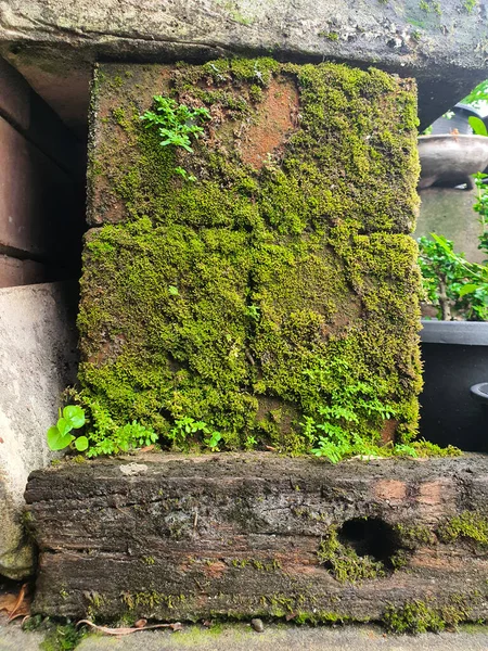 Eski tuğlada yeşil yosun